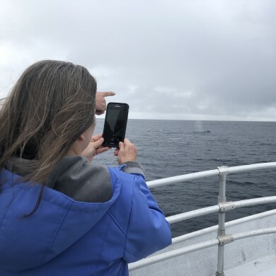 Year Round Whale Watching Aboard the Legacy
