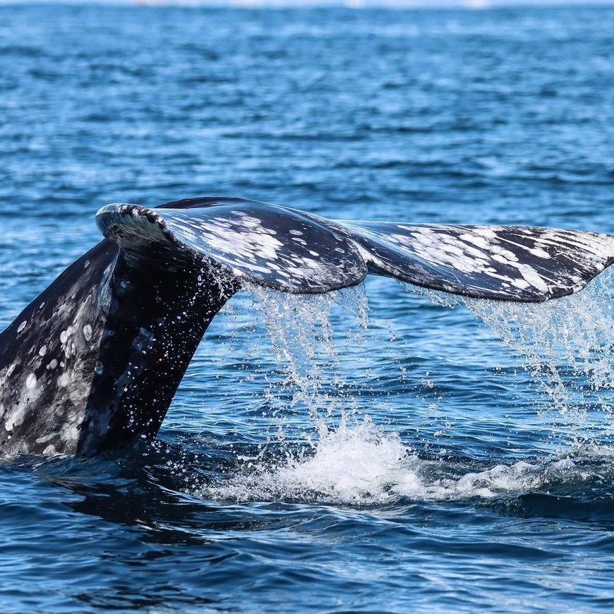 Year Round Whale Watching Aboard the Legacy